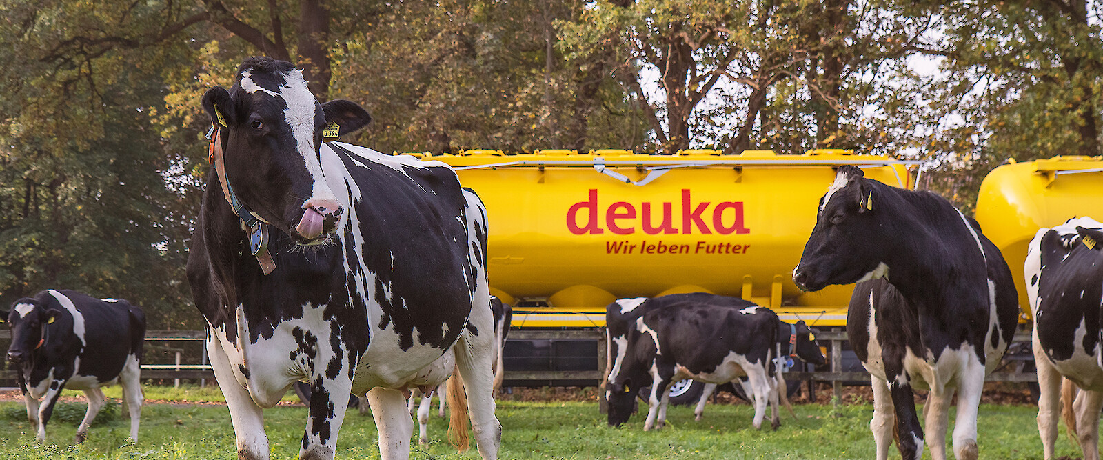 Schwarzbunte vor deuka LKW_RGB (© deuka Tiernahrung Cremer).