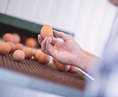 Eine Fütterung auf Basis ätherischer Öle lässt den Geschmack der Eier unverändert (© Deutsche Tiernahrung Cremer