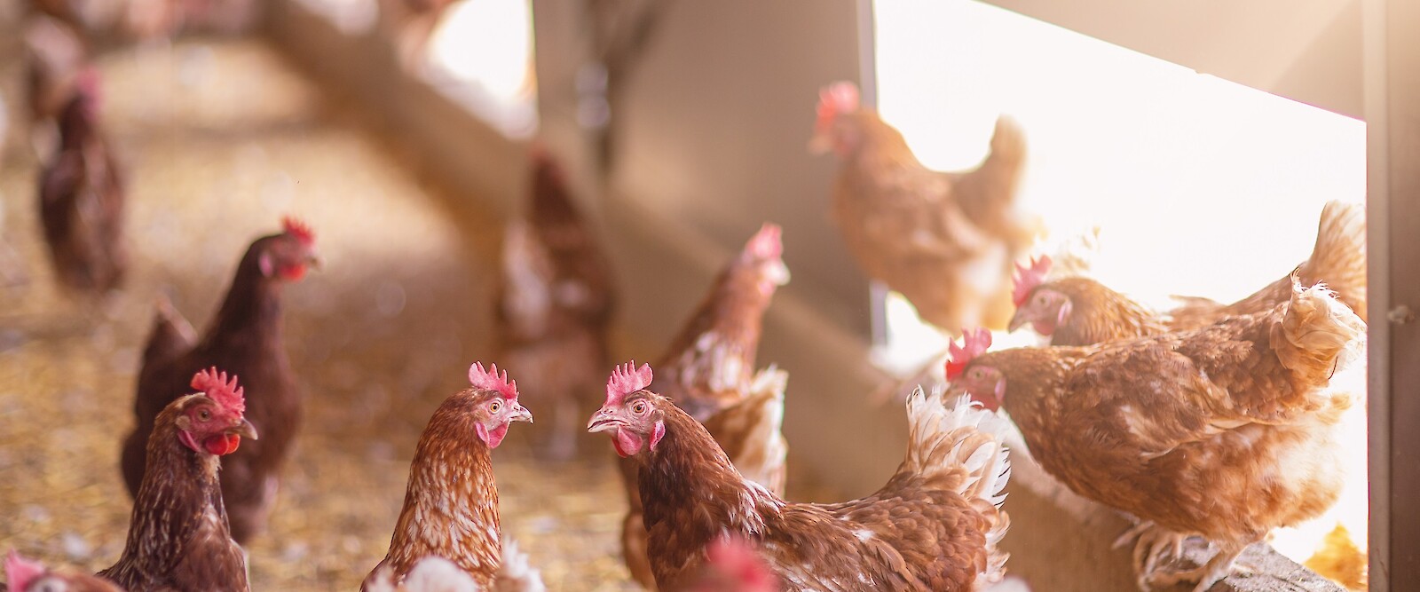 Laying hens are the favourite prey of the red bird mite (© Deutsche Tiernahrung Cremer)