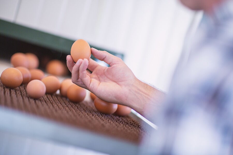 Feeding based on essential oils leaves the taste of the eggs unchanged (© Deutsche Tiernahrung Cremer).