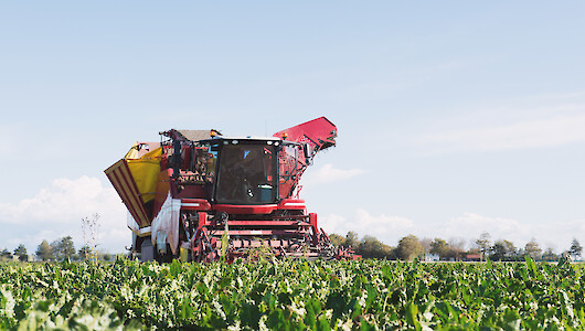 Die Kampagne läuft auf vollen Touren – Erntemaschine bei der Rübenernte (© Ivonne Wierink – stock.adobe.com).