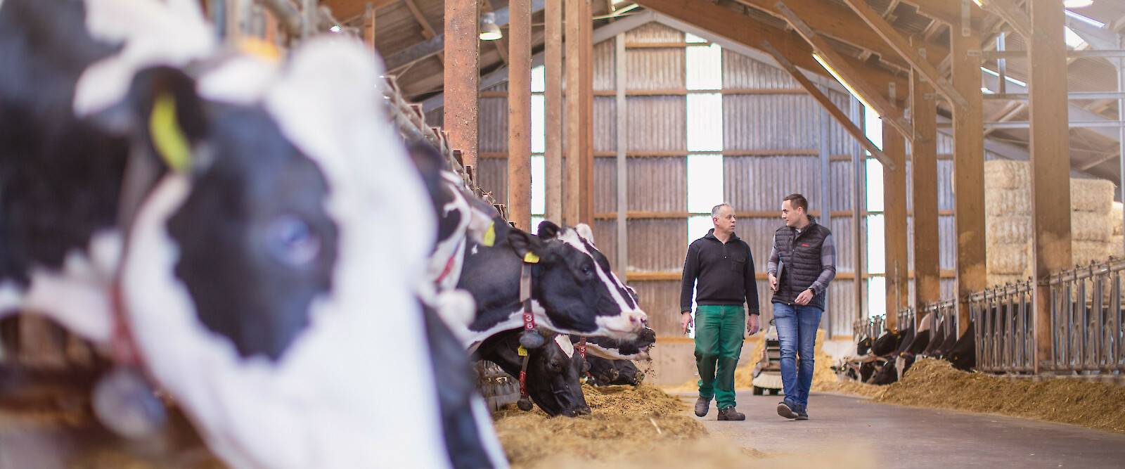 Fachberater für Rinderfütterung von deuka und Landwirt gehen Futtertisch entlang und diskutieren die optimale Fütterung vor Milchkühen (© Deutsche Tiernahrung Cremer).