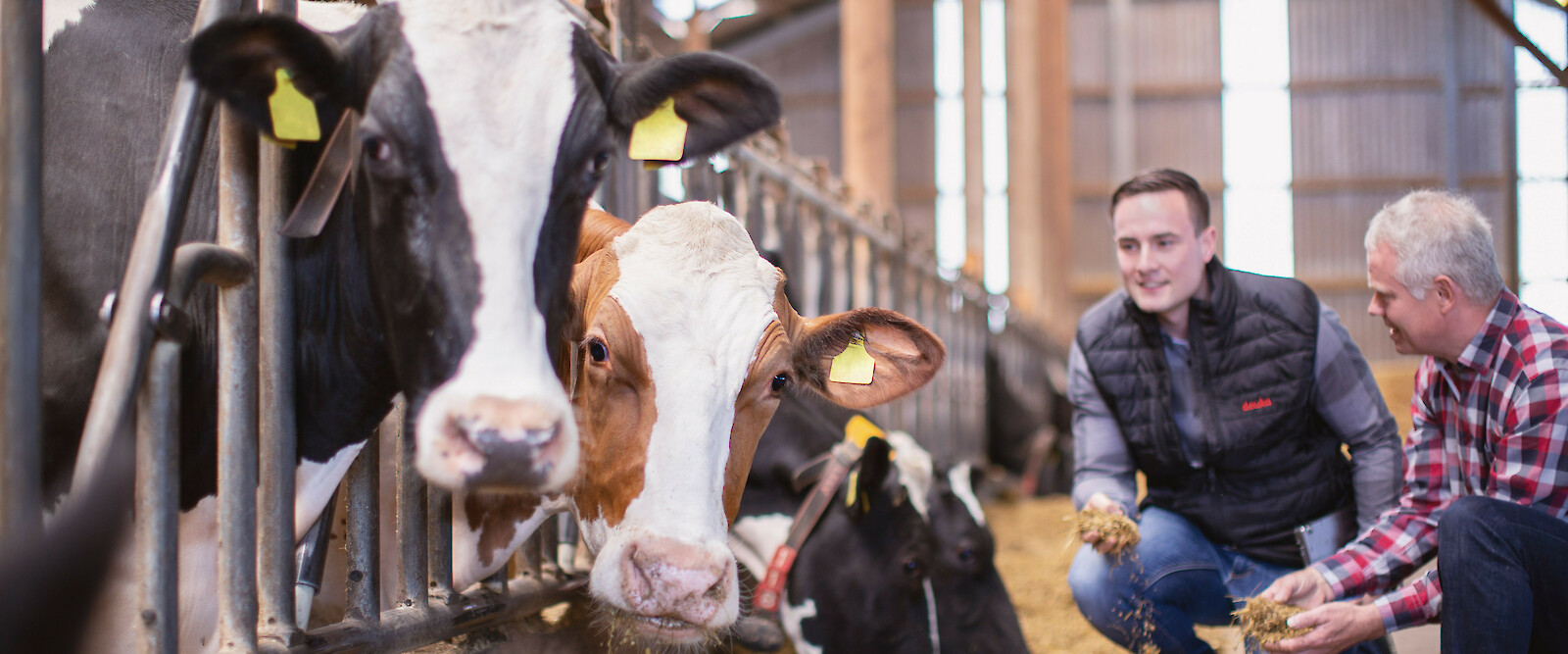 Landwirt und deuka-Berater prüfen Qualität der Silage am Futtertisch von Milchkühen (© Deutsche Tiernahrung Cremer).