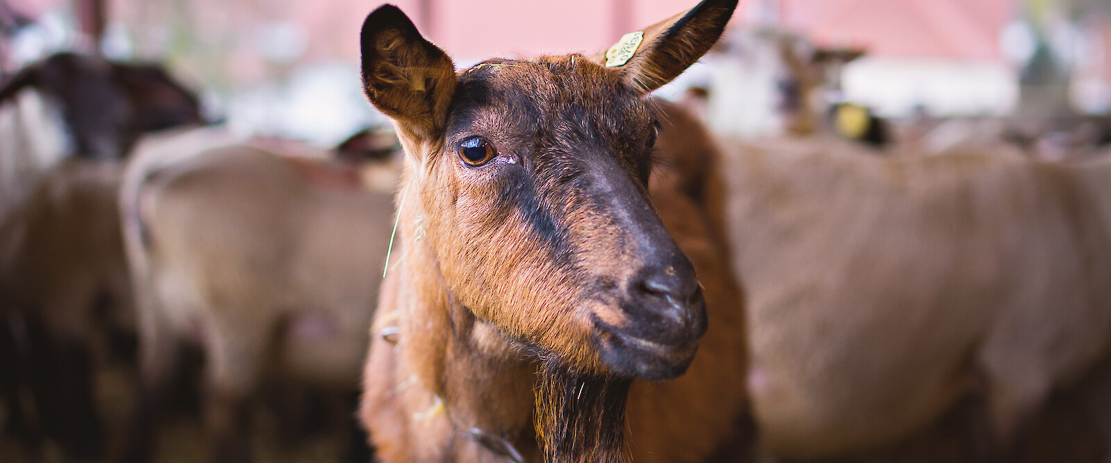 Young brown goat in stable (AdobeStock_104767701).