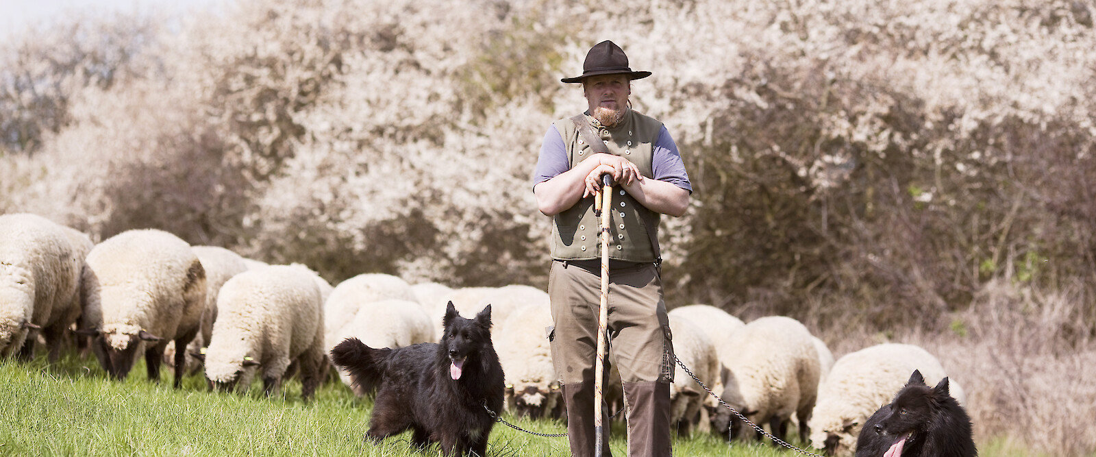 Shepherd with dogs in front of flock on pasture.
