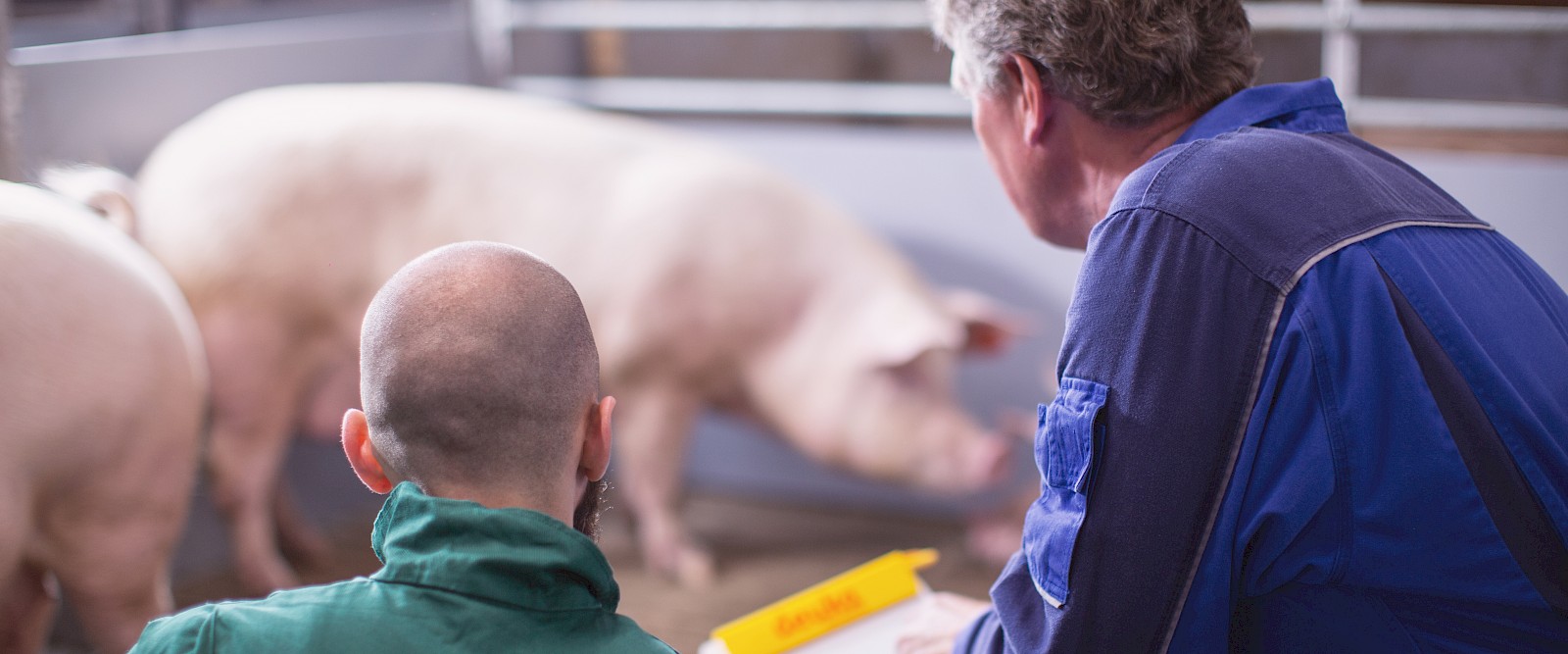 Landwirt und deuka-Fachberater besprechen die optimale Sauenfütterung im Schweinestall (© Deutsche Tiernahrung Cremer).
