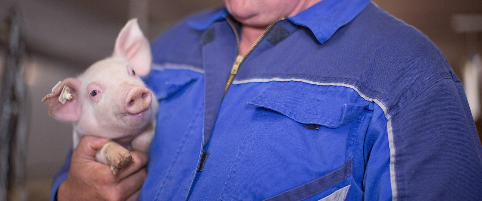 deuka-Schweinefachberater hält gesundes und vital Ferkel in Stall (© Deutsche Tiernahrung Cremer).