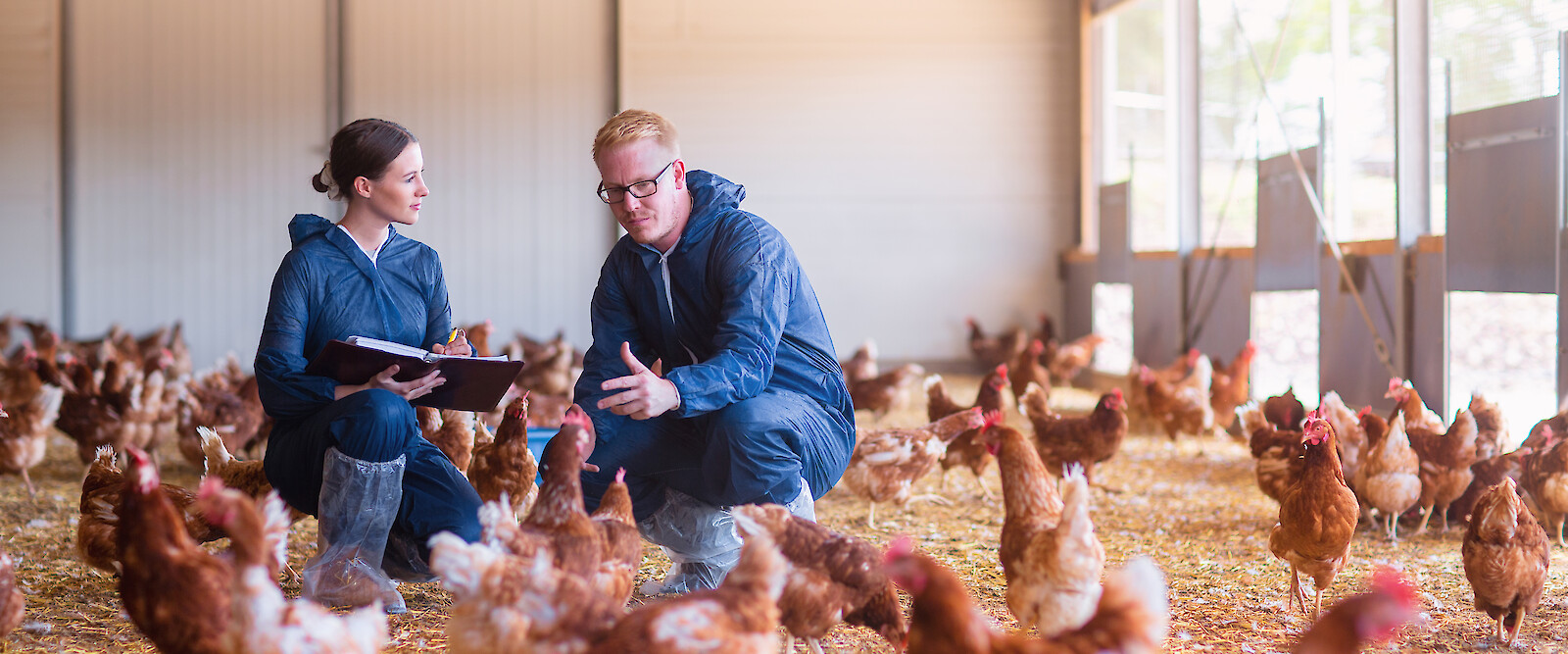 deuka expert advisor for feeding poultry and farmer talking about laying hens and optimal feeding in winter garden (© Deutsche Tiernahrung Cremer).