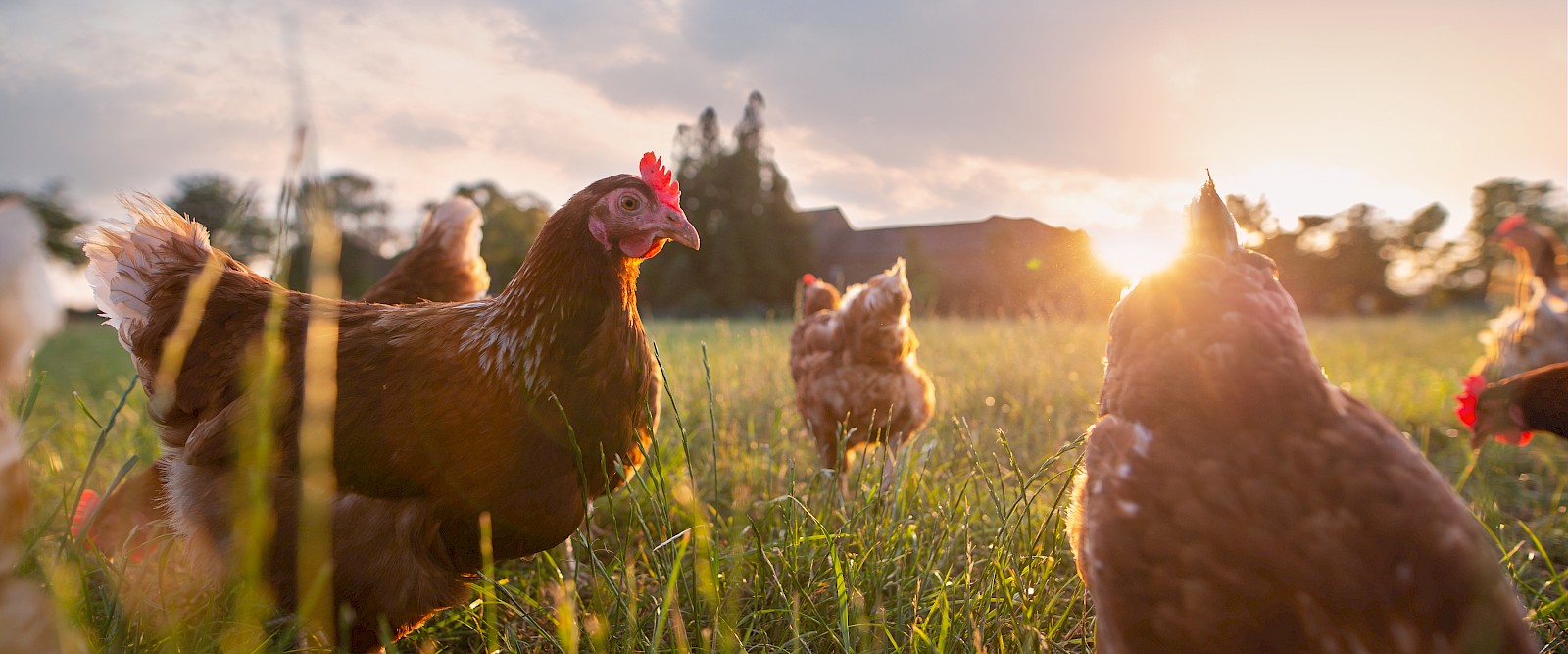 Laying hens in a meadow with a mobile pen before sunset (© Deutsche Tiernahrung Cremer).
