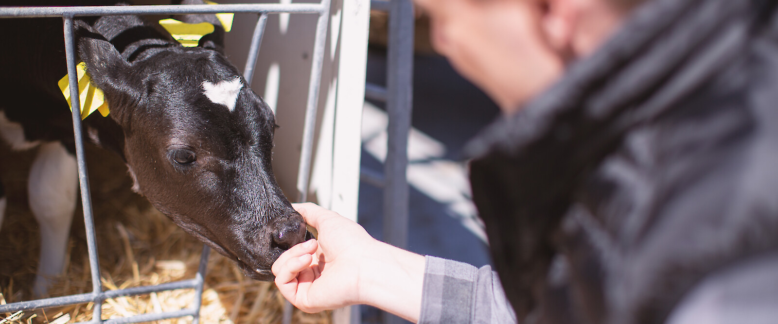 deuka-Fachberater für Rinder- und Kälberfütterung an Iglo mit noch jungem Kalb (© Deutsche Tiernahrung Cremer).