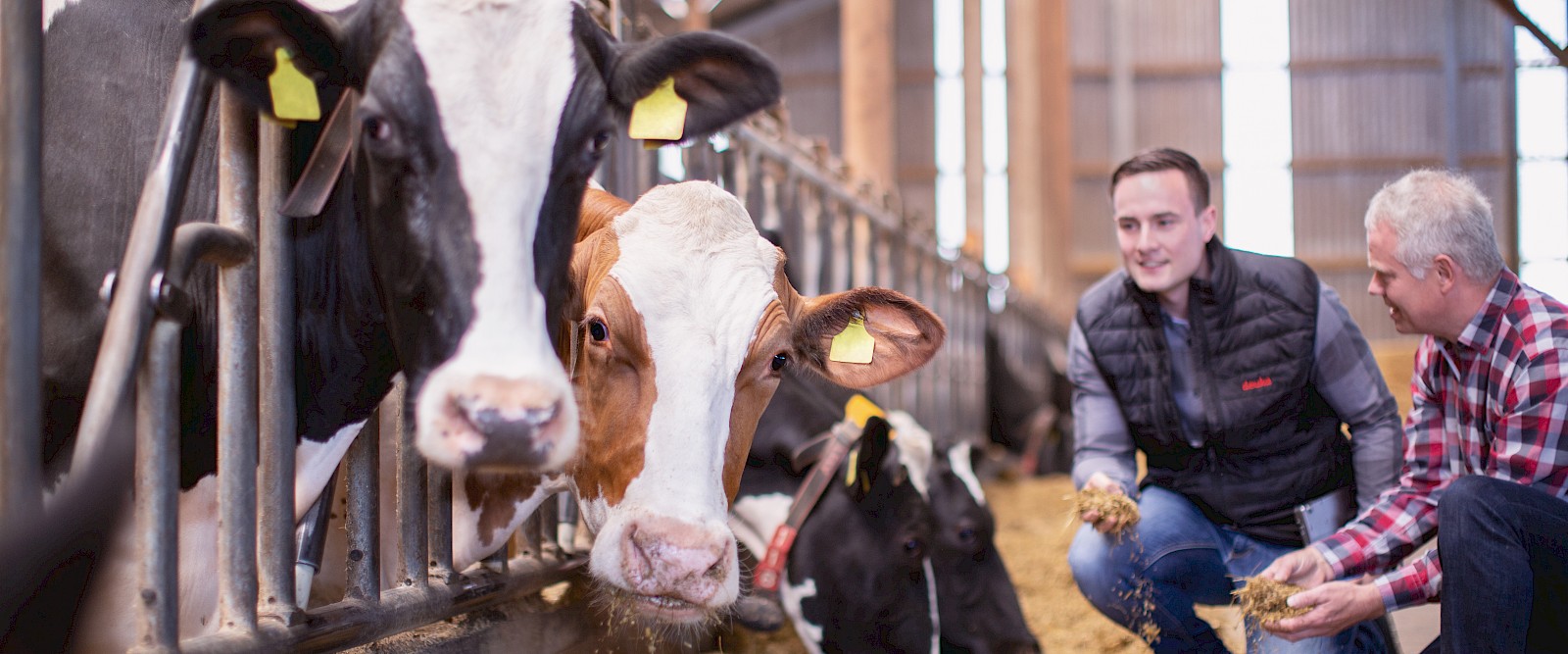 Silage von bester Qualität: Landwirt, deuka-Berater und Kühe an Futtertisch (© Deutsche Tiernahrung Cremer).