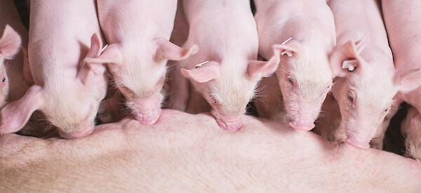 Button piglets (© Deutsche Tiernahrung Cremer).