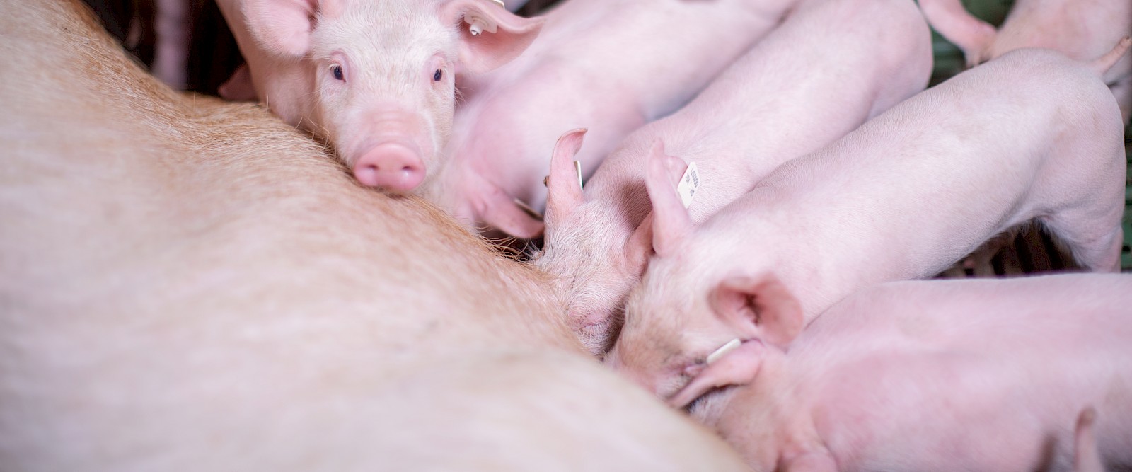 Magnificent litter of piglets on magnificent teats (© Deutsche Tiernahrung Cremer).