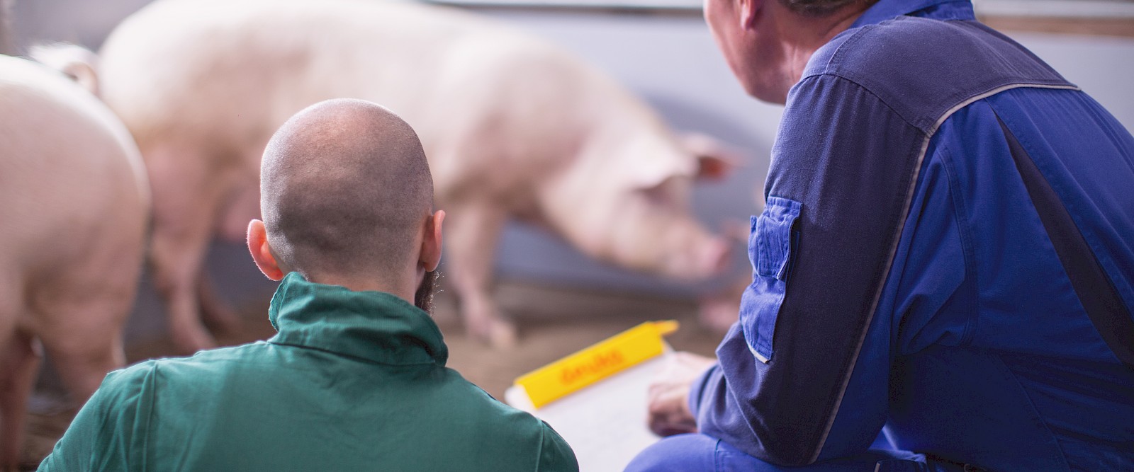 Landwirt und deuka-Fachberater unterhalten sich über Sauenfütterung in Schweinestall (© Deutsche Tiernahrung Cremer).