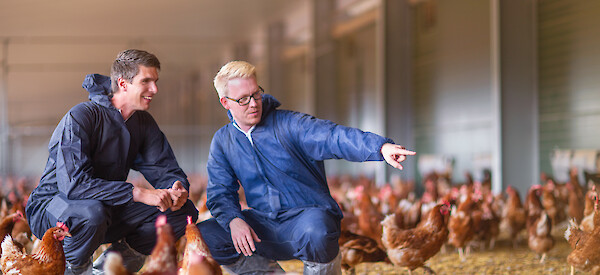 Laying hens in winter garden with farmer and deuka consultant planning feeding (© Deutsche Tiernahrung Cremer).