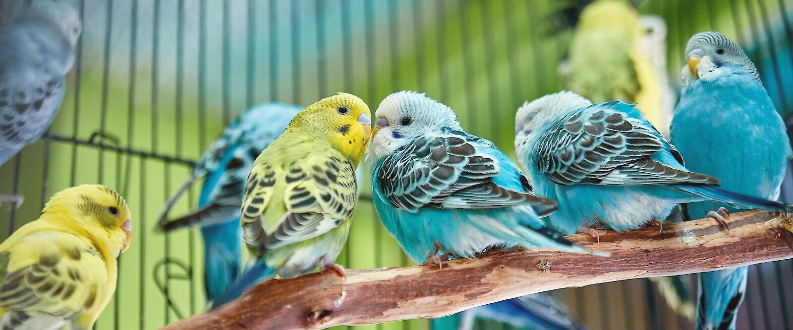 AdobeStock_321357977_Welling_parakeets_Branch_Cage