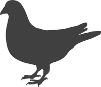 Pigeon &amp; Bird Food