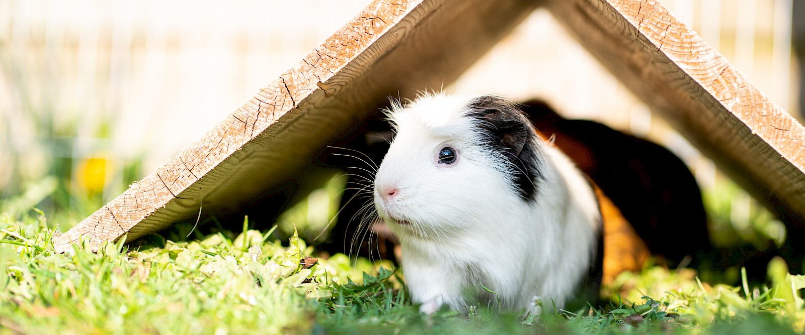 Curious hamster exploring the garden from a safe hiding place (© Deutsche Tiernahrung Cremer).