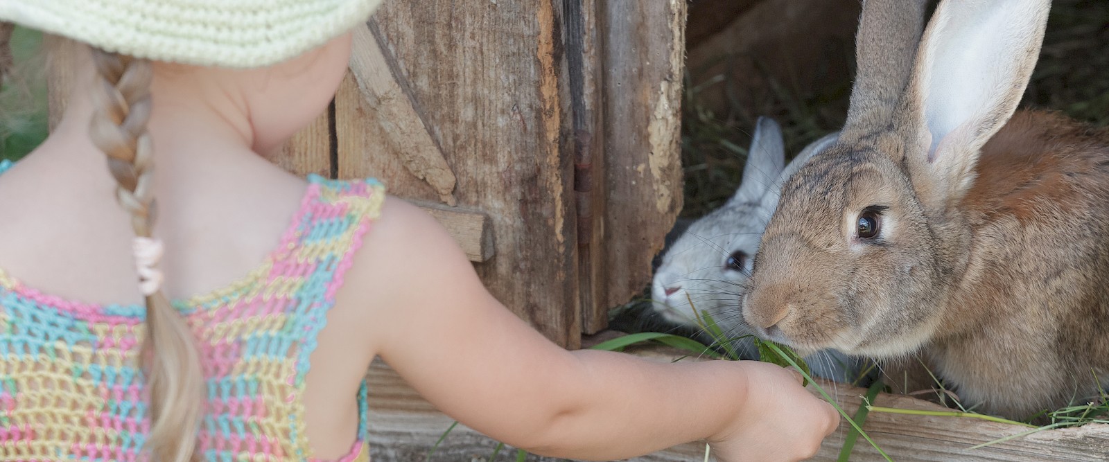 Girl feeding rabbits in hutch (© Deutsche Tiernahrung Cremer).