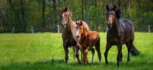Horses with foal in meadow