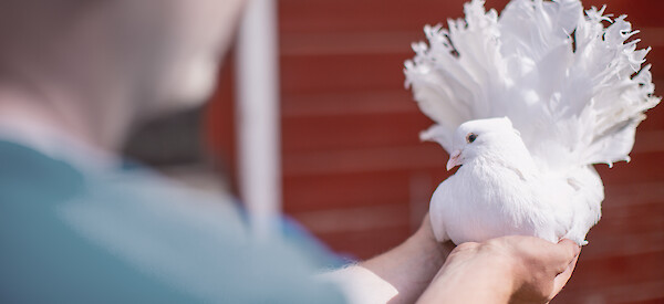 Breeder keeps white pedigree pigeon