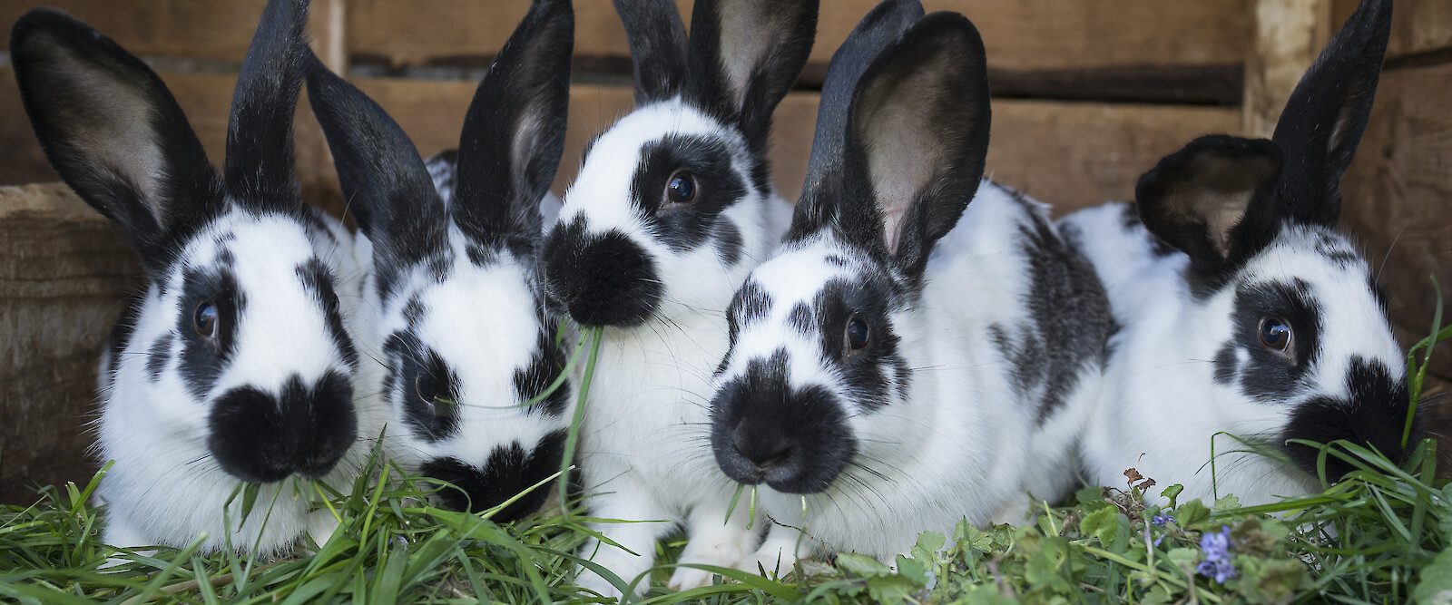 Pedigree rabbits eat grass in hutch