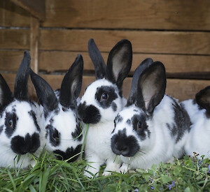 Pedigree rabbits eat grass in hutch