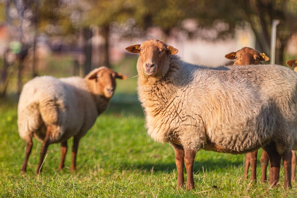 Schafe stehen auf Weide und warten auf die nächste Fütterung mit deuka und Club (© deuka Tiernahrung Cremer).