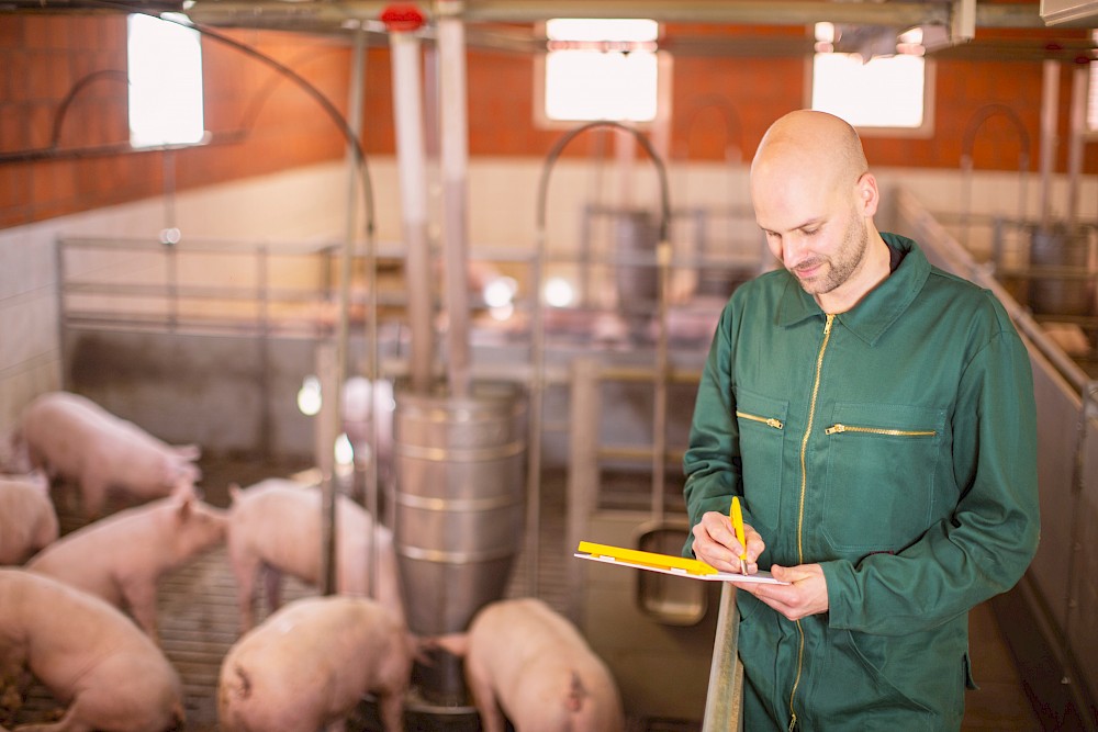 Landwirt notiert Gewichtszunahme seiner Mastschweine im Stall neben Dütterungsautomat gefüllt mit deuka-Schweinefutter (© Deutsche Tiernahrung Cremer).