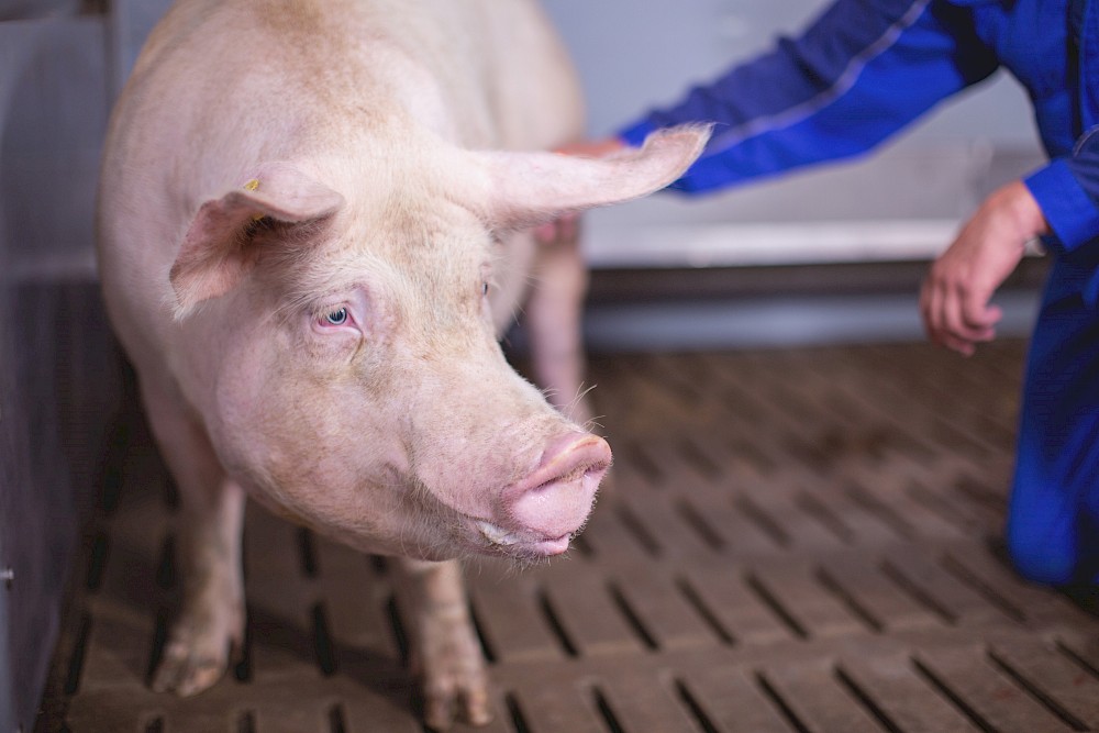 Landwirt begutachtet wohlgenährte Sau in Schweinestall (© Deutsche Tiernahrung Cremer).