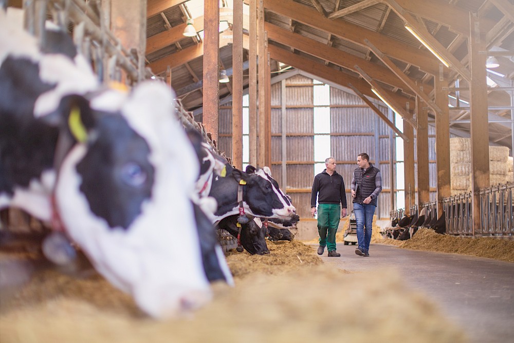 Landwirt und deuka-Fachberater für die Rinderfütterung machen Rundgang im Stall und besprechen die optimale Fütterung (© Deutsche Tiernahrung Cremer).