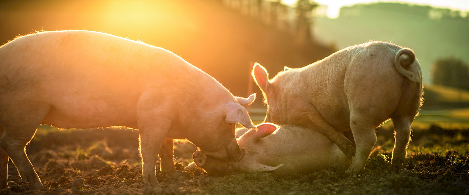 Tierwohl - Glückliche Schweine wühlen im Dreck (© lightpoet - stock.adobe.com).