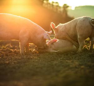 Animal welfare - Happy pigs digging in the dirt (© lightpoet - stock.adobe.com).