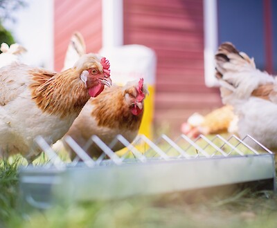 Laying hens pecking Hedwig's hen grain (© Deutsche Tiernahrung Cremer).