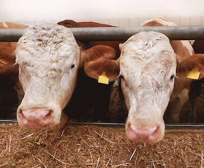 Bulls at the feeding table (© Deutsche Tiernahrung Cremer).