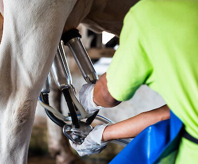 Landwirt beim Melken seiner Kuh (© Oulailux – stock.adobe.com).