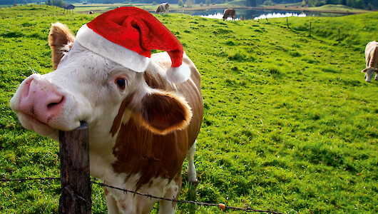 Rind mit Weihnachtsmütze auf Weide (© koi88 – stock.adobe.com).