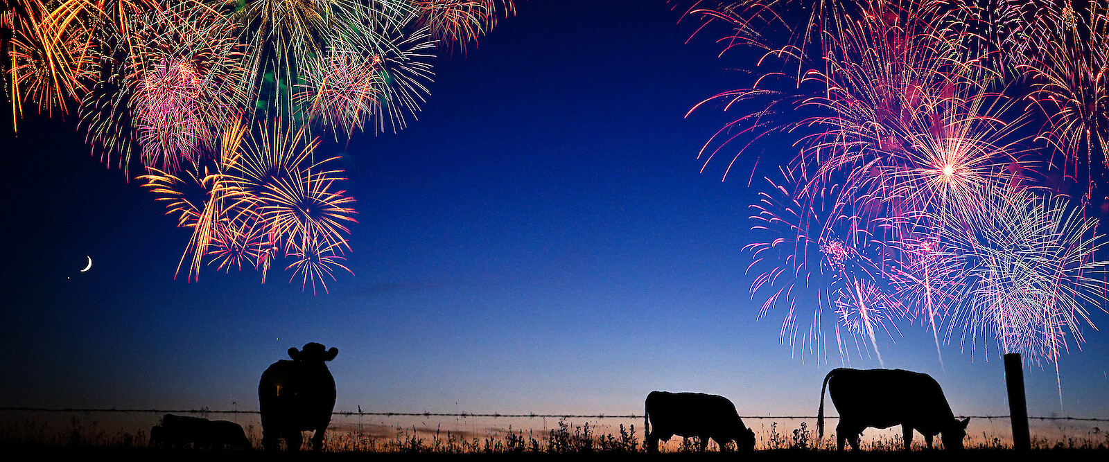 Cows on pasture with New Year's Eve fireworks (© Brooks - stock.adobe.com / © zodar_Ce - stock.adobe.com).