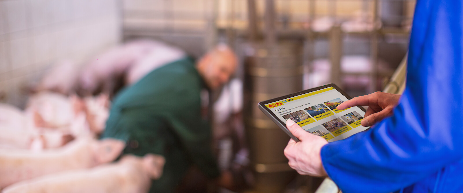Pig farmer uses DEUꞏPA on tablet in pigsty (© Deutsche Tiernahrung Cremer).