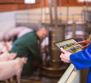 Schweinehalter nutzt DEUꞏPA auf Tablet im Schweinestall (© deuka Tiernahrung Cremer).