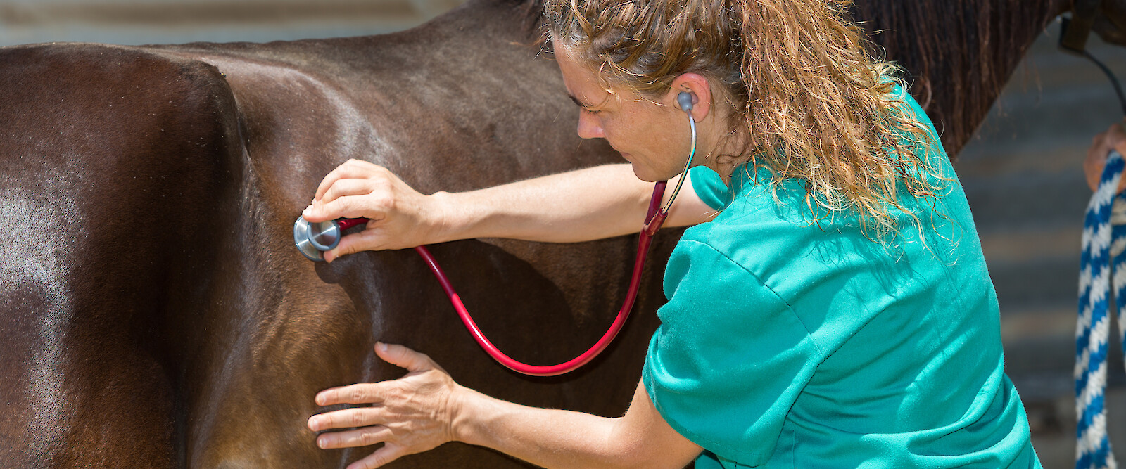 Tieräztin untersucht Pferd mit Stethoskop © 135pixels – stock.adobe.com