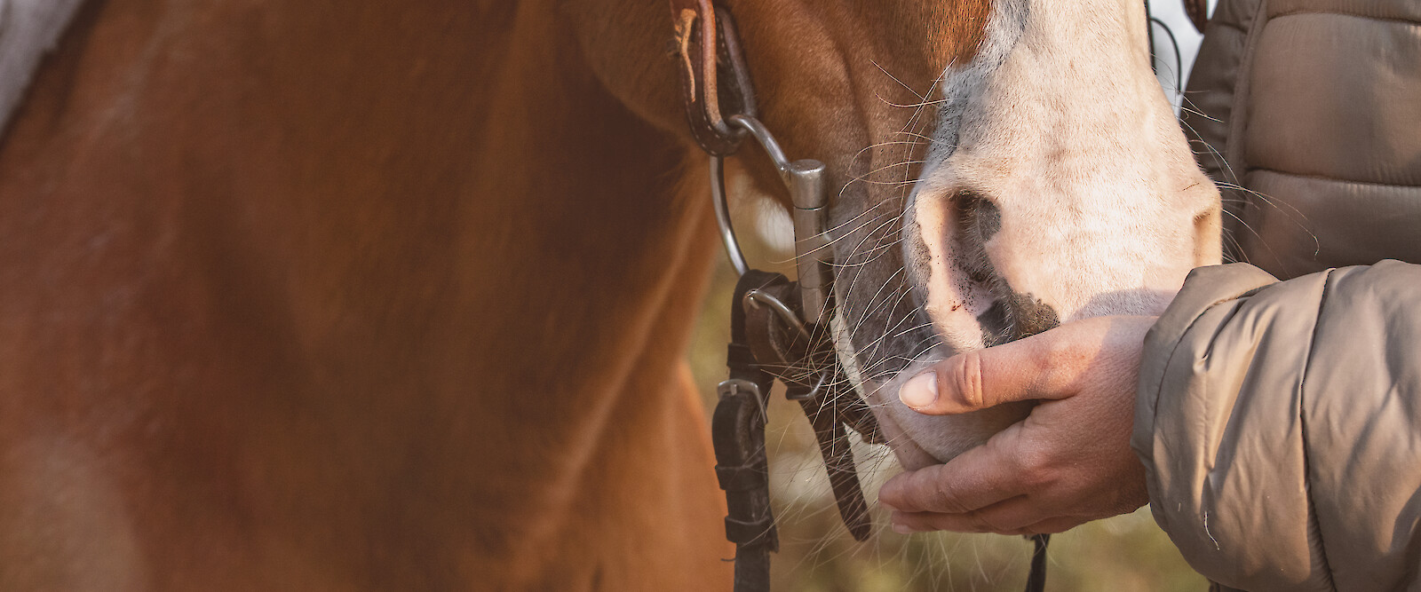 Pferd frisst Reiterin aus Hand (© deuka Tiernahrung Cremer).