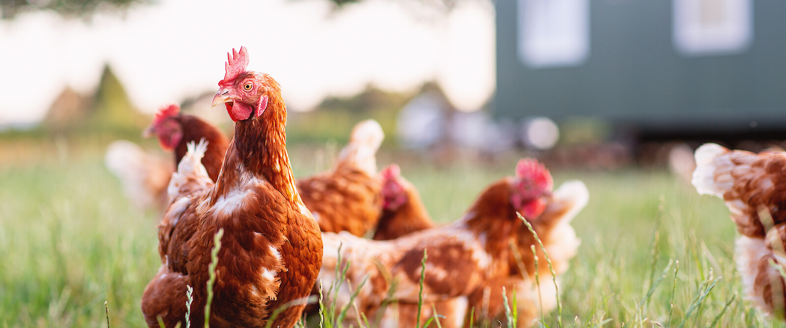 Group of chickens on meadow in front of mobile stable (© Deutsche Tiernahrung Cremer).