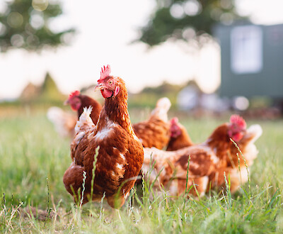 Mobile barn keeper checks egg quality in mobile barn (© Deutsche Tiernahrung Cremer).