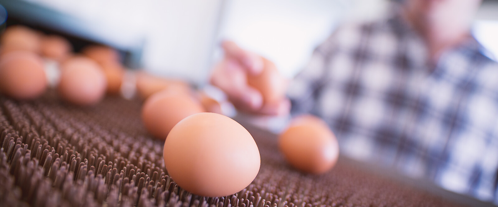 Mobile barn keeper checks egg quality in mobile barn (© Deutsche Tiernahrung Cremer).