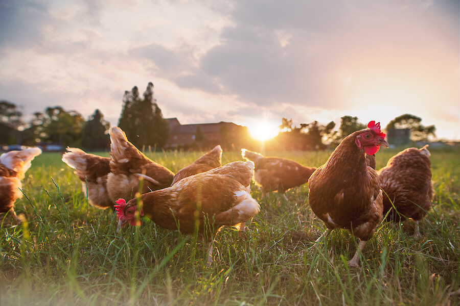 Laying hens enjoying the last rays of sunshine next to their mobile house (© Deutsche Tiernahrung Cremer).