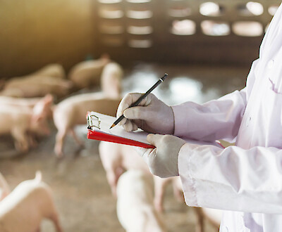 Veterinarian checks salmonella status in pig farm (© Indy Studio - stock.adobe.com; 282363306).