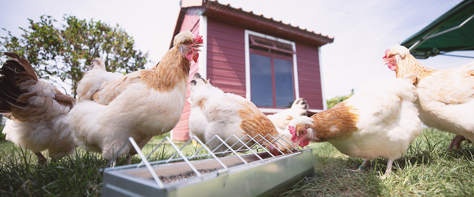 Hühner fressen deuka-Hühnerfutter aus Futtertrog vor Hühnerstall im eigenen Garten (© Deutsche Tiernahrung Cremer).