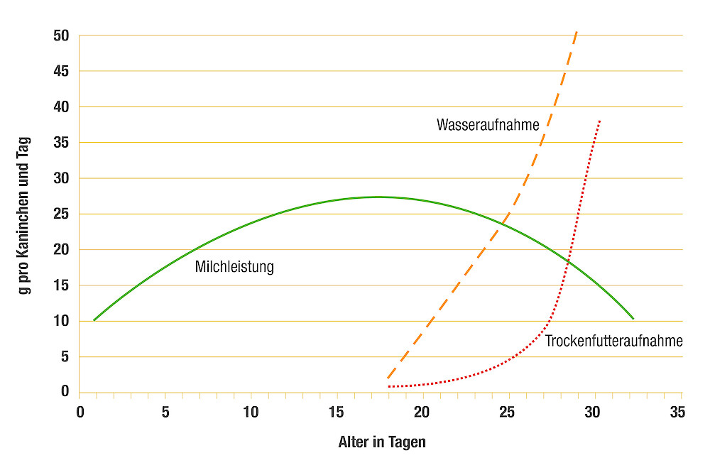 Der allmähliche Rückgang der Milchleistung der Häsin ab der zweiten Säugewoche fällt mit der ersten Aufnahme fester Nahrung und Wassers zusammen (nach Fortun-Lamothe, L & Gidenne, T., 2006; © deuka Tiernahrung Cremer).