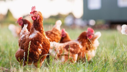 Hühnergruppe auf Wiese vor Mobilstall_(C) Deutsche Tiernahrung Cremer